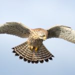 Roofvogels in het Drents-Friese Wold