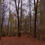 Wandeling in Staphorster bos