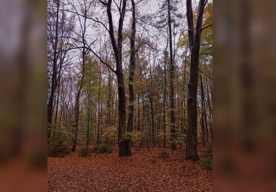 Wandeling in Staphorster bos