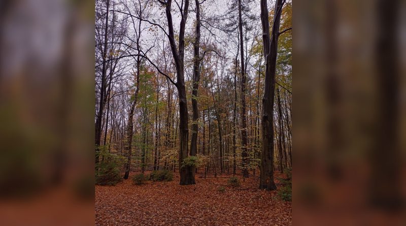 Wandeling in Staphorster bos