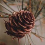 Winterexcursie op Landgoed Rheebruggen