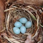 Natuurmiddag in Punthorst