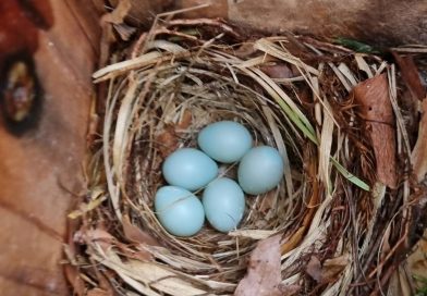 Natuurmiddag in Punthorst