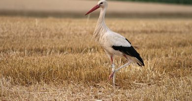 Ontdek het geheim van de ooievaar in Vledder