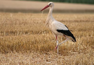 Ontdek het geheim van de ooievaar in Vledder