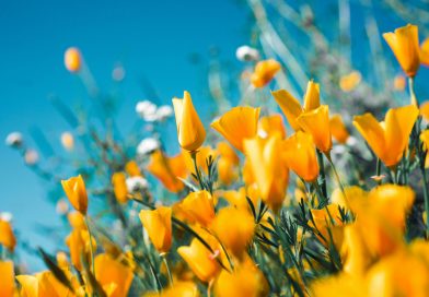 Ontdek de mogelijkheden van tuinaanleg in Meppel