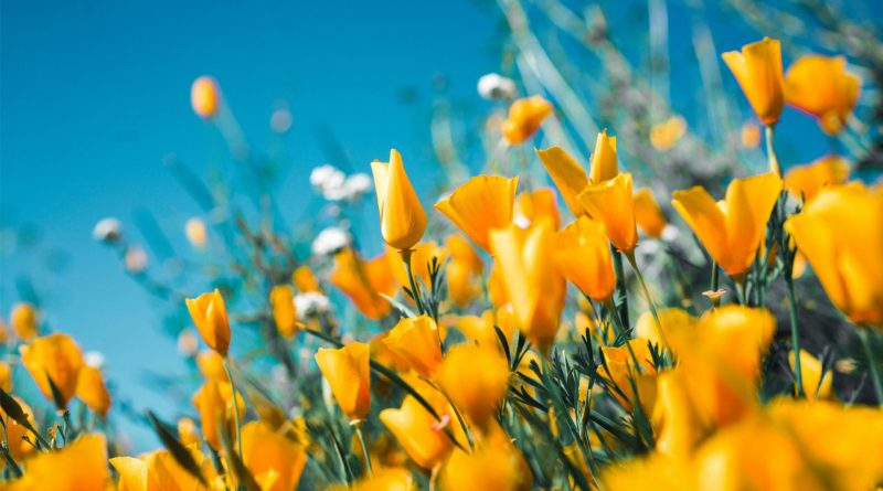 Ontdek de mogelijkheden van tuinaanleg in Meppel