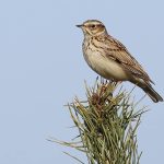 Seizoenswandeling luidt lente in op Aekingerzand