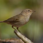 Vroege vogelwandeling in het Drents-Friese Wold