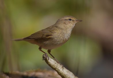 Vroege vogelwandeling in het Drents-Friese Wold