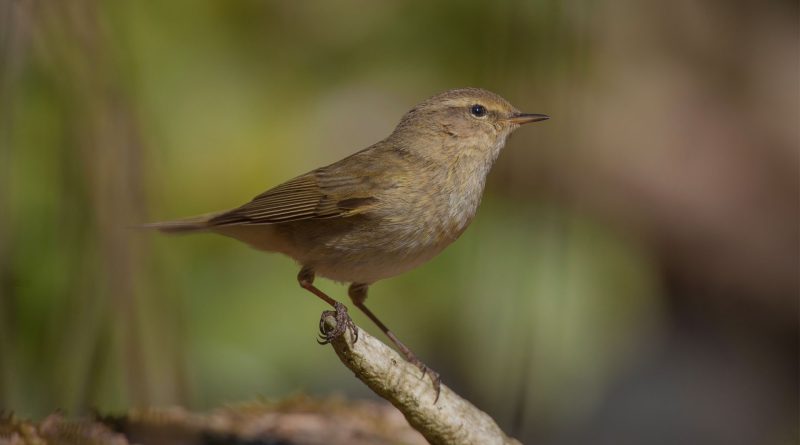 Vroege vogelwandeling in het Drents-Friese Wold
