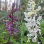 Wandeling langs ontluikende natuur bij landgoed Dickninge