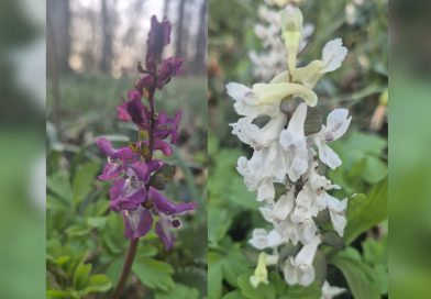 Wandeling langs ontluikende natuur bij landgoed Dickninge