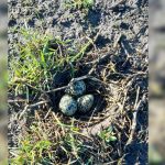 Kievitseieren ontdekt