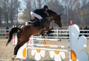 Een springruiter in actie
