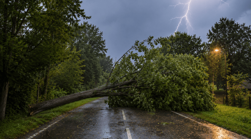 Het noodweer dat in de nacht van vrijdag op zaterdag over de streek trok, heeft voor veel schade gezorgd. Vooral omgewaaide bomen zorgden voor de nodige problemen. (Foto ChatGPT AI)