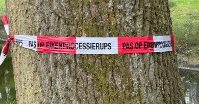 Eikenprocessierups in Hoogeveen in aantallen flink toegenomen