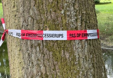 Eikenprocessierups in Hoogeveen in aantallen flink toegenomen