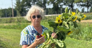 Van groenbemester naar gratis zonnebloemen: plukken kan weer in Staphorst