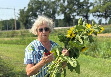 Van groenbemester naar gratis zonnebloemen: plukken kan weer in Staphorst