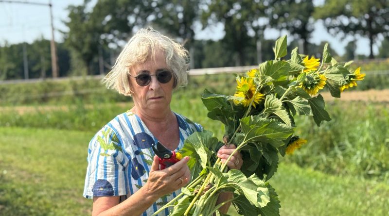 Van groenbemester naar gratis zonnebloemen: plukken kan weer in Staphorst