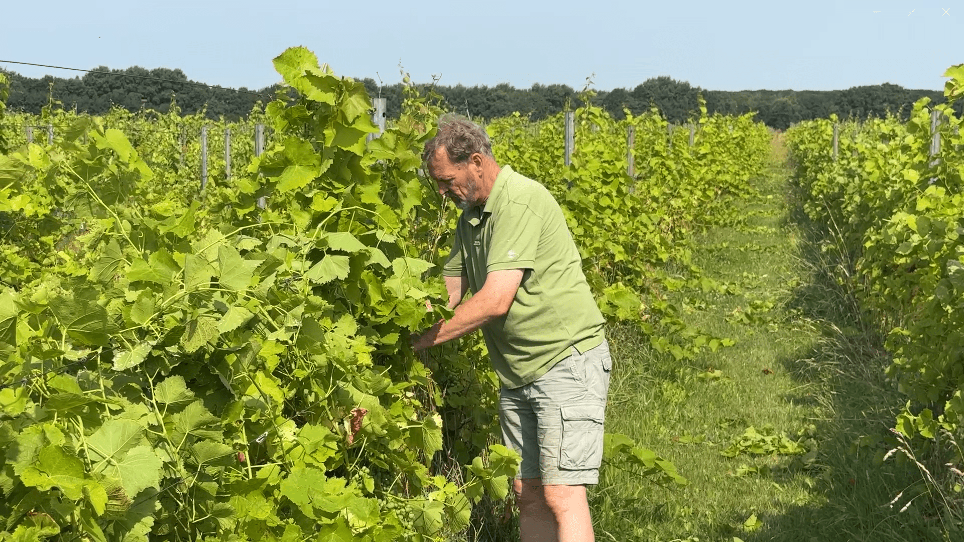 Op Tiendeveen bevindt zich de Wij’n Gaard van Irene Verkerk en Jan-Willem Nieuwenhuis. Begin deze eeuw kwam het stel vanuit Haarlem naar Tiendeveen om een wijngaard te beginnen. In april 2002 startte het stel als eerste in de provincie Drenthe met een wijngaard en anno 2026 maken ze bij een goede oogst tot wel 5.500 flessen wijn per jaar.