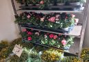 Een bos bloemen kan vanaf 2028 duurder worden. Het kabinet wil het btw-tarief op bloemen, planten en bloembollen verhogen van 9 naar 21 procent. Bloemisten in Hoogeveen, De Wolden, Meppel en Staphorst reageren verschillend op het plan. Waar de één vreest voor de gevolgen, wacht de ander de ontwikkelingen rustig af.
