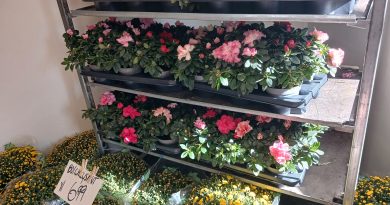 Een bos bloemen kan vanaf 2028 duurder worden. Het kabinet wil het btw-tarief op bloemen, planten en bloembollen verhogen van 9 naar 21 procent. Bloemisten in Hoogeveen, De Wolden, Meppel en Staphorst reageren verschillend op het plan. Waar de één vreest voor de gevolgen, wacht de ander de ontwikkelingen rustig af.