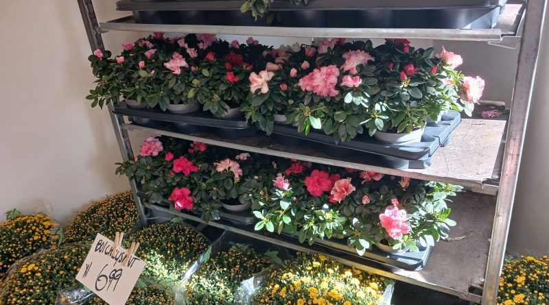 Een bos bloemen kan vanaf 2028 duurder worden. Het kabinet wil het btw-tarief op bloemen, planten en bloembollen verhogen van 9 naar 21 procent. Bloemisten in Hoogeveen, De Wolden, Meppel en Staphorst reageren verschillend op het plan. Waar de één vreest voor de gevolgen, wacht de ander de ontwikkelingen rustig af.