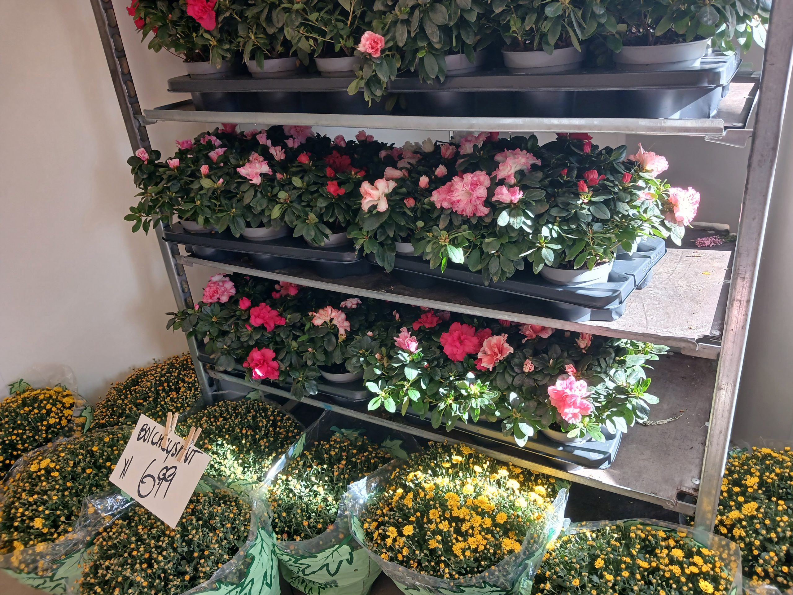 Een bos bloemen kan vanaf 2028 duurder worden. Het kabinet wil het btw-tarief op bloemen, planten en bloembollen verhogen van 9 naar 21 procent. Bloemisten in Hoogeveen, De Wolden, Meppel en Staphorst reageren verschillend op het plan. Waar de één vreest voor de gevolgen, wacht de ander de ontwikkelingen rustig af.