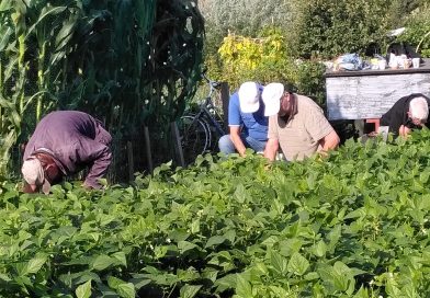 Dirk Ruijne uit Hoogeveen heeft 100 kilo versgekweekte bonen geschonken aan de voedselbank. Hij teelde de bonen in de volkstuin van Ons Domein. "Dit is geweldig”, laat de voedselbank weten. (Foto Dirk Ruijne)