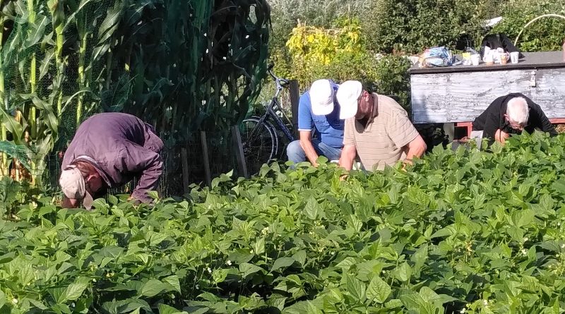 Dirk Ruijne uit Hoogeveen heeft 100 kilo versgekweekte bonen geschonken aan de voedselbank. Hij teelde de bonen in de volkstuin van Ons Domein. "Dit is geweldig”, laat de voedselbank weten. (Foto Dirk Ruijne)