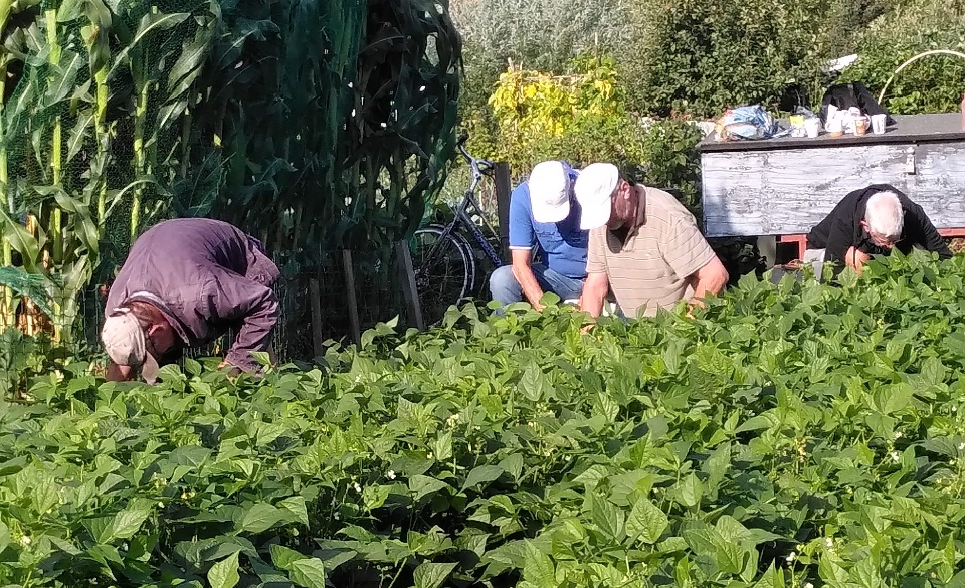 Dirk Ruijne uit Hoogeveen heeft 100 kilo versgekweekte bonen geschonken aan de voedselbank. Hij teelde de bonen in de volkstuin van Ons Domein. "Dit is geweldig”, laat de voedselbank weten. (Foto Dirk Ruijne)