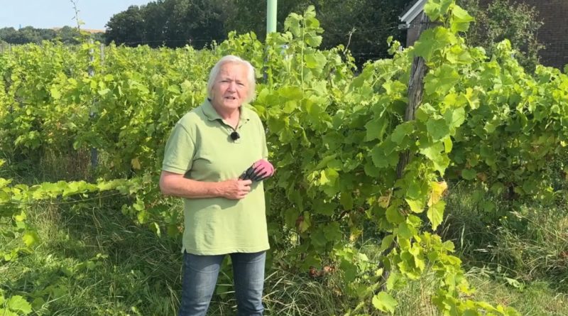 De druivenoogst in Tiendeveen pakt dit jaar goed uit. De wijngaard verwacht over 2026 in totaal tussen de 2.500 en 3.000 kilo druiven te oogsten. Vooral een witte druivensoort heeft zich na een tegenvallend jaar sterk hersteld. Toch werkte het droge weer niet voor iedere druif in het voordeel.