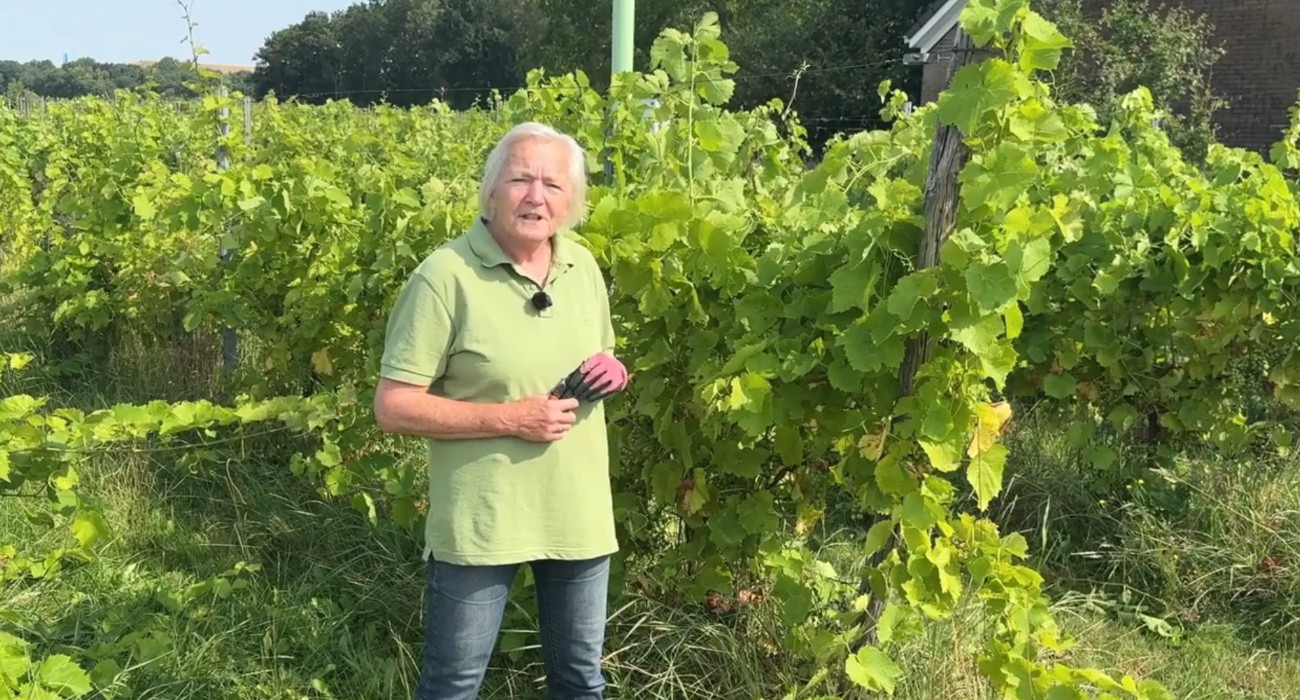De druivenoogst in Tiendeveen pakt dit jaar goed uit. De wijngaard verwacht over 2026 in totaal tussen de 2.500 en 3.000 kilo druiven te oogsten. Vooral een witte druivensoort heeft zich na een tegenvallend jaar sterk hersteld. Toch werkte het droge weer niet voor iedere druif in het voordeel.