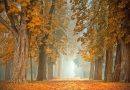 Herfstvakantie: Foto: peggychoucair-path-4591121)