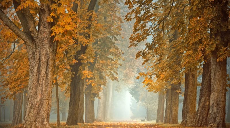 Herfstvakantie: Foto: peggychoucair-path-4591121)