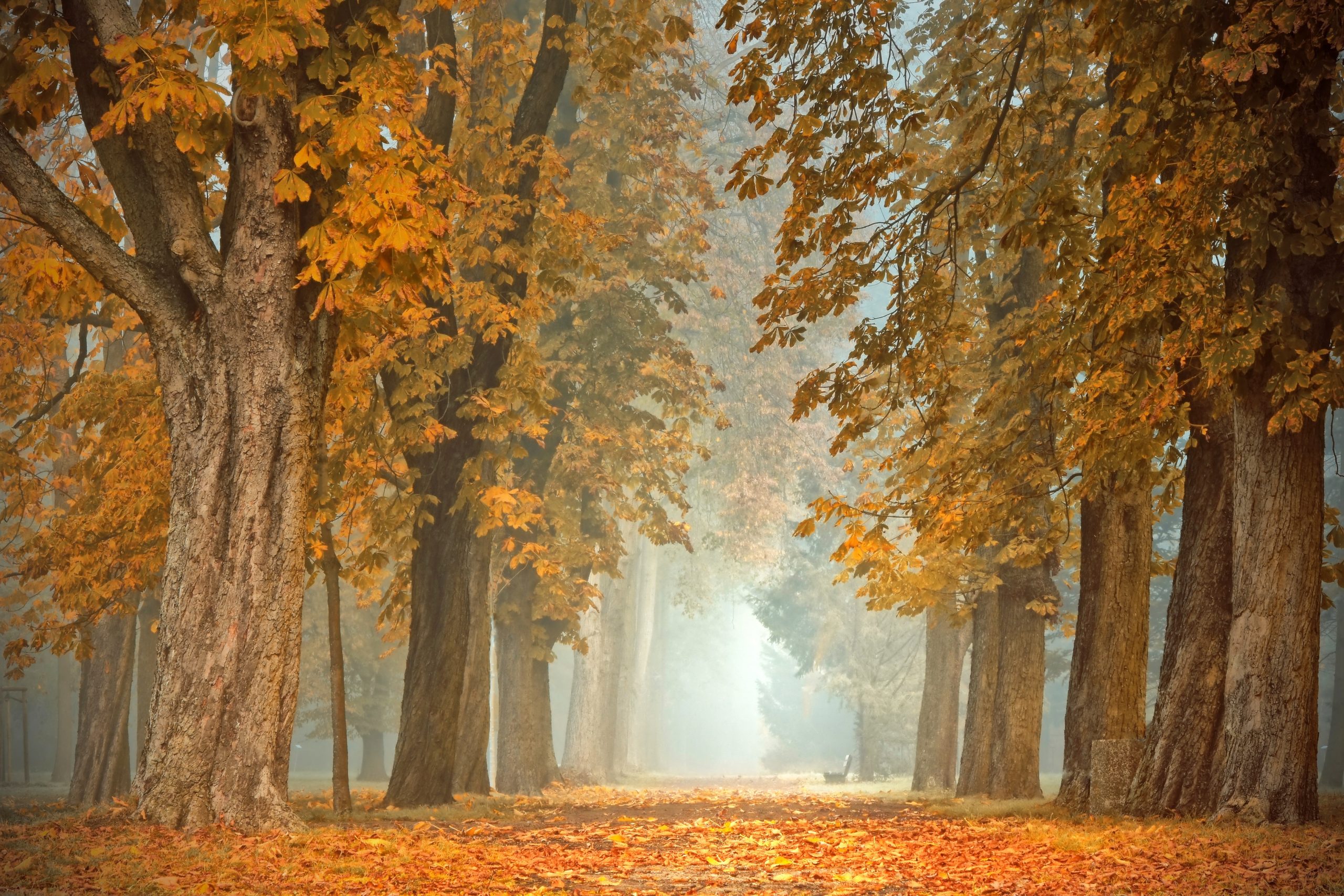 Herfstvakantie: Foto: peggychoucair-path-4591121)